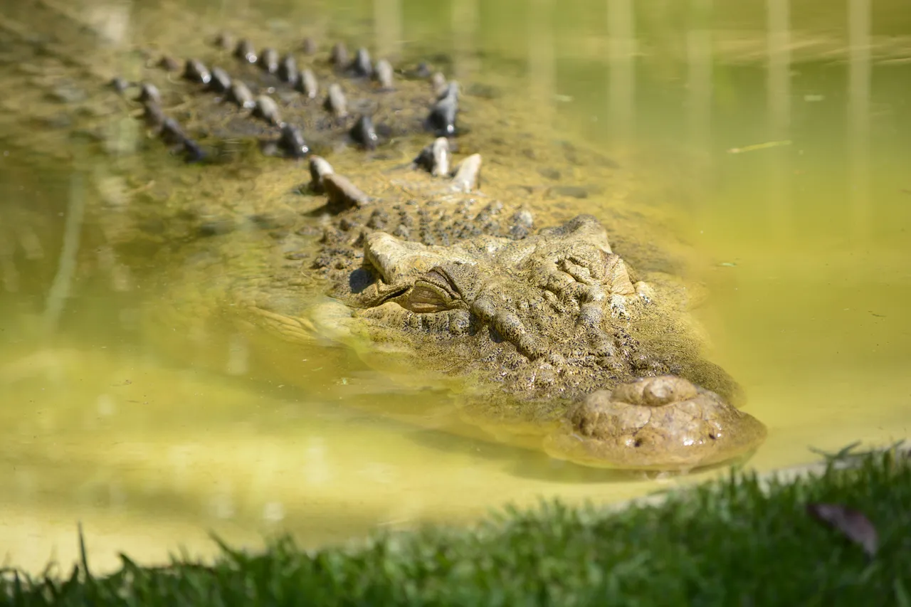 15+ Fearsome Alligator Names Swampy & Gator