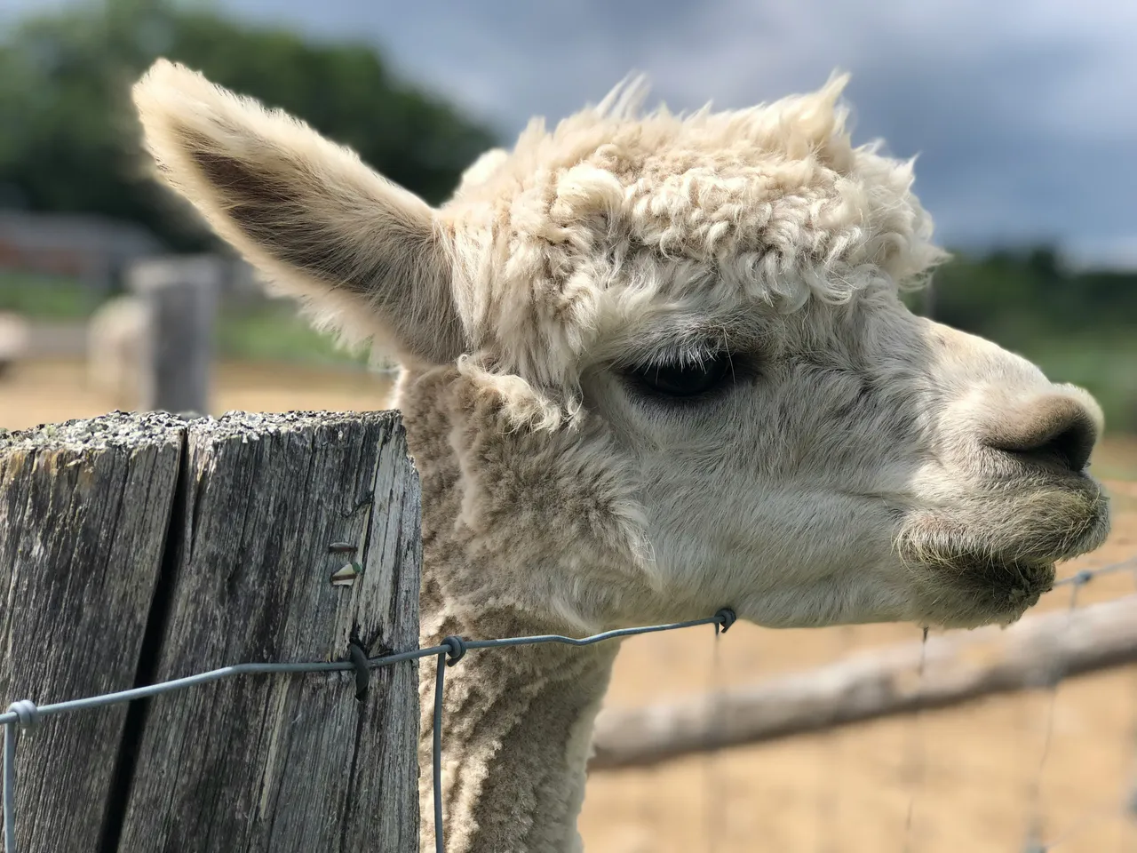 15+ Soft Alpaca Names Cloud & Mist