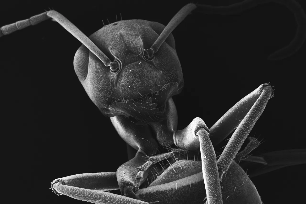 15+ Tiny Ant Names: Pip & Speck