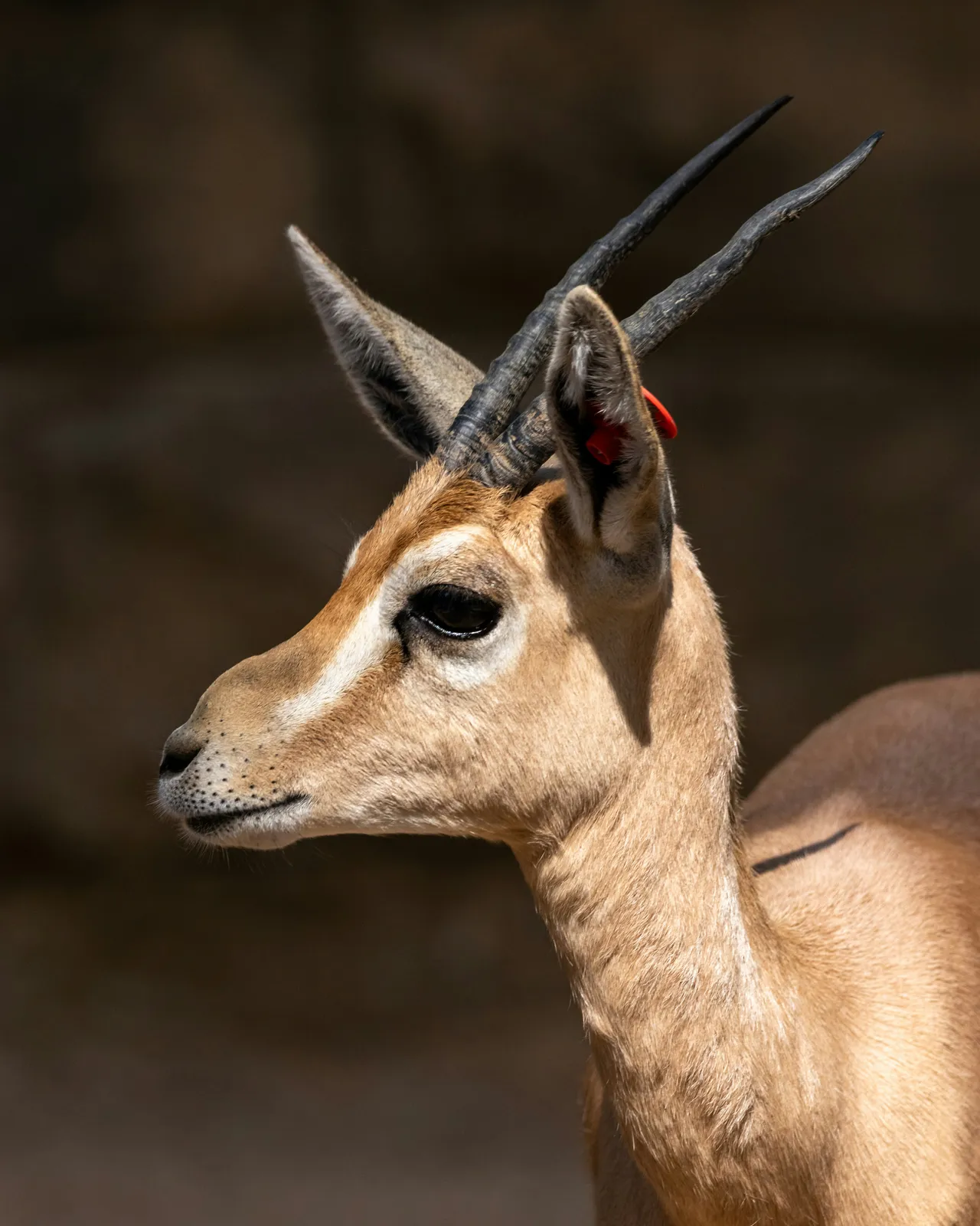 25+ Majestic Antelope Names: Gazelle & Impala