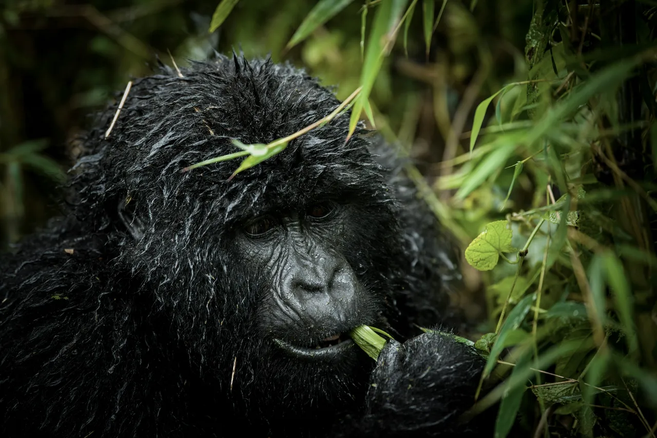 12+ Strong Ape Names: Jungle & Strength