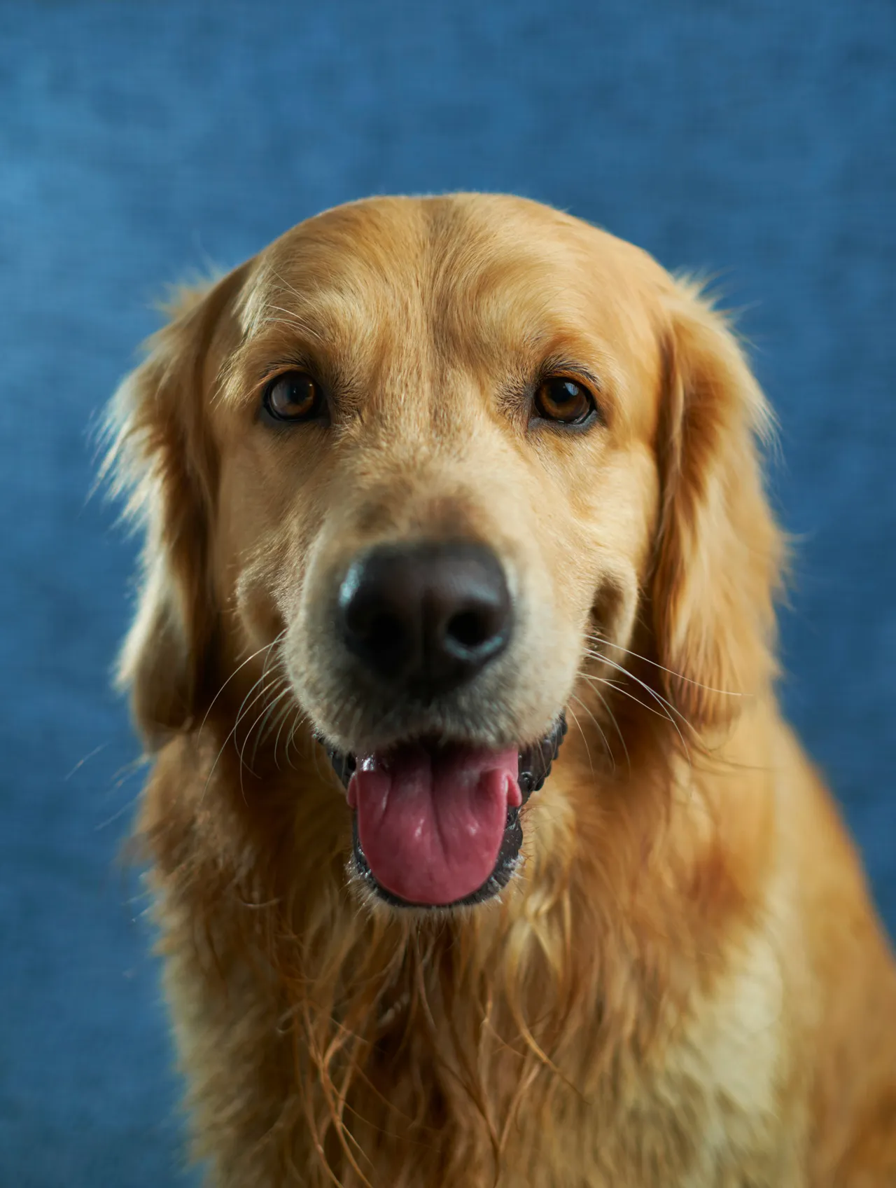 20+ Sweet Apricot Dog Names: Peach & Apricot