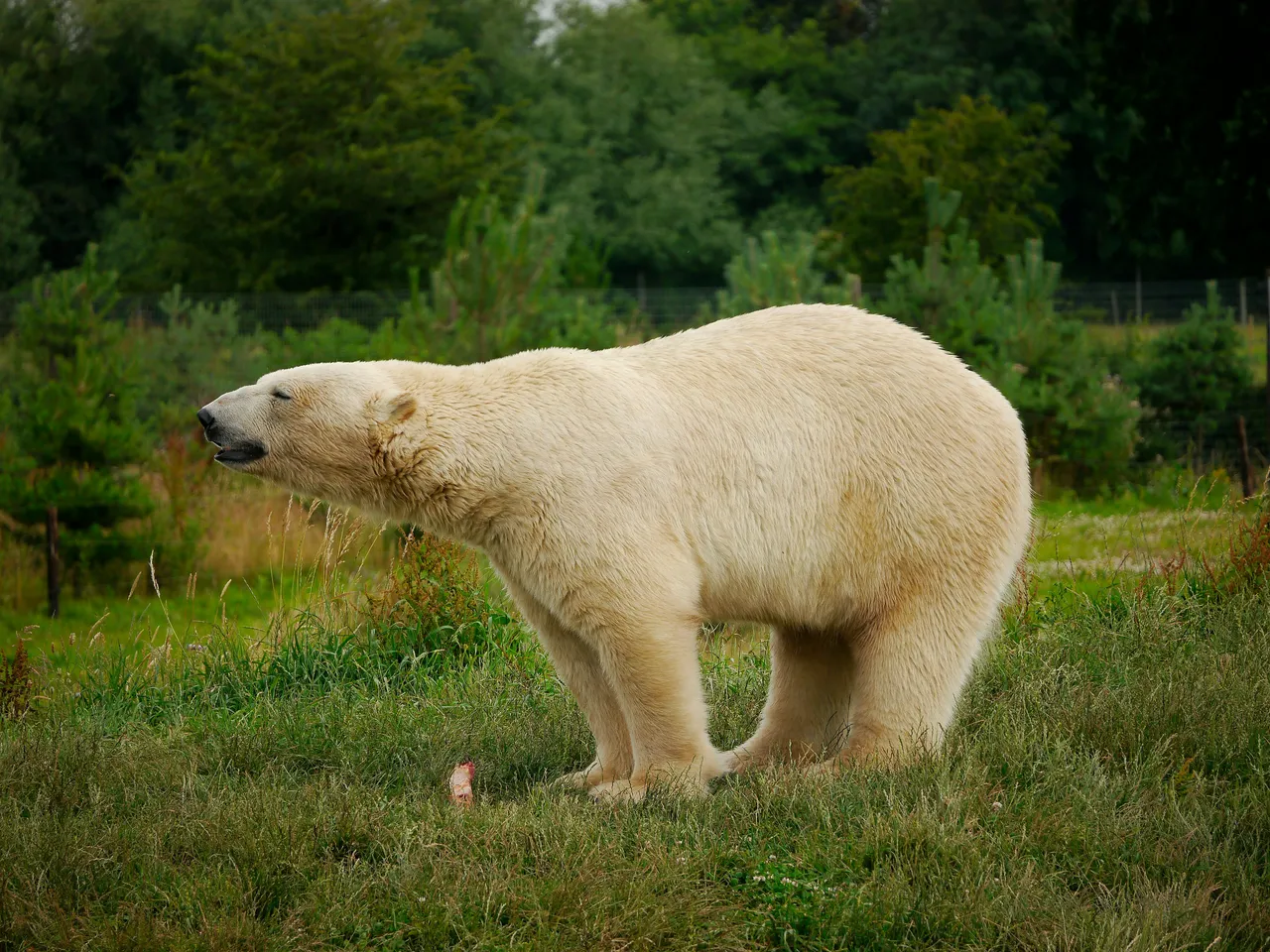 15+ Powerful Bear Names: Forest & Strength