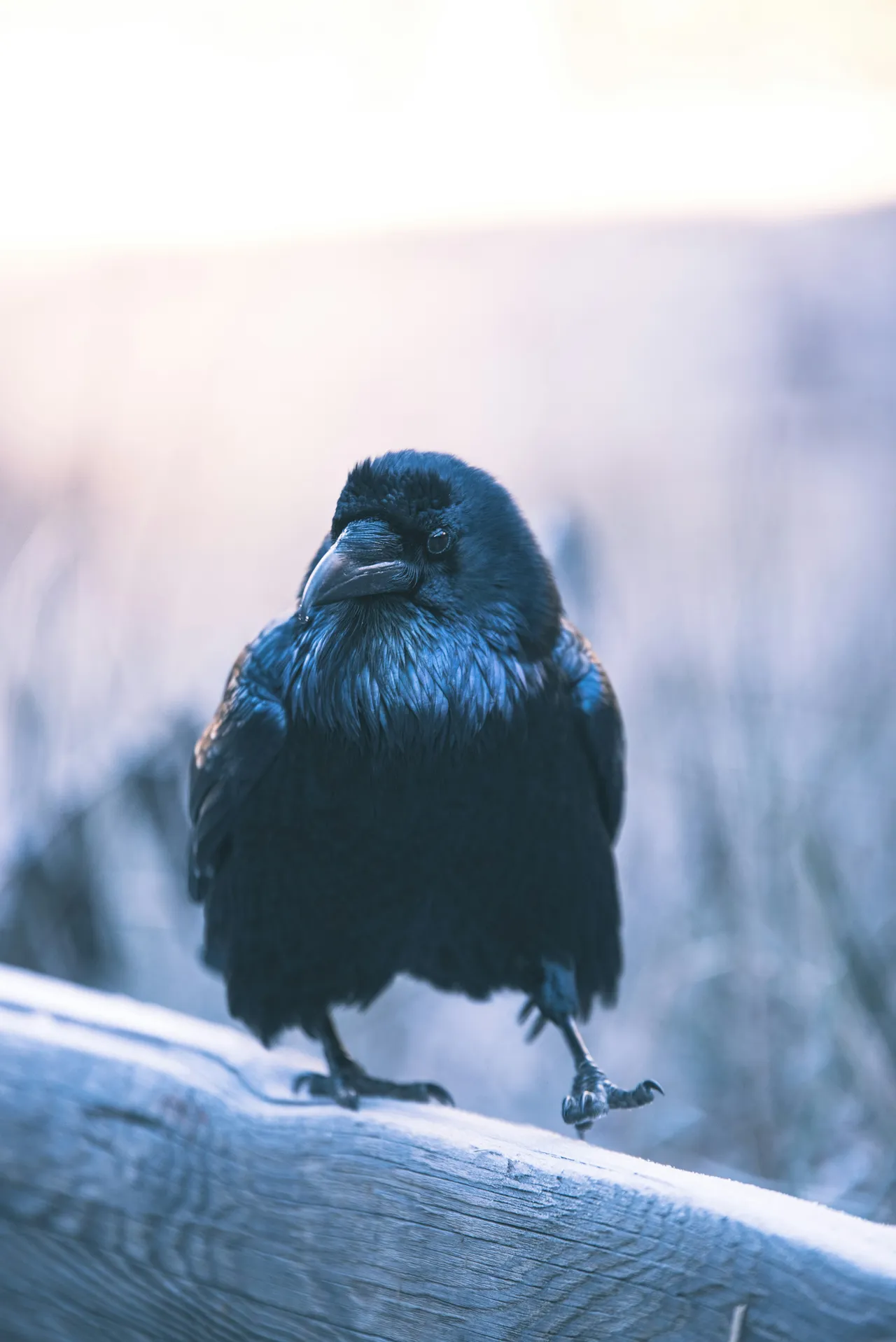 15+ Graceful Bird Names: Sky & Song