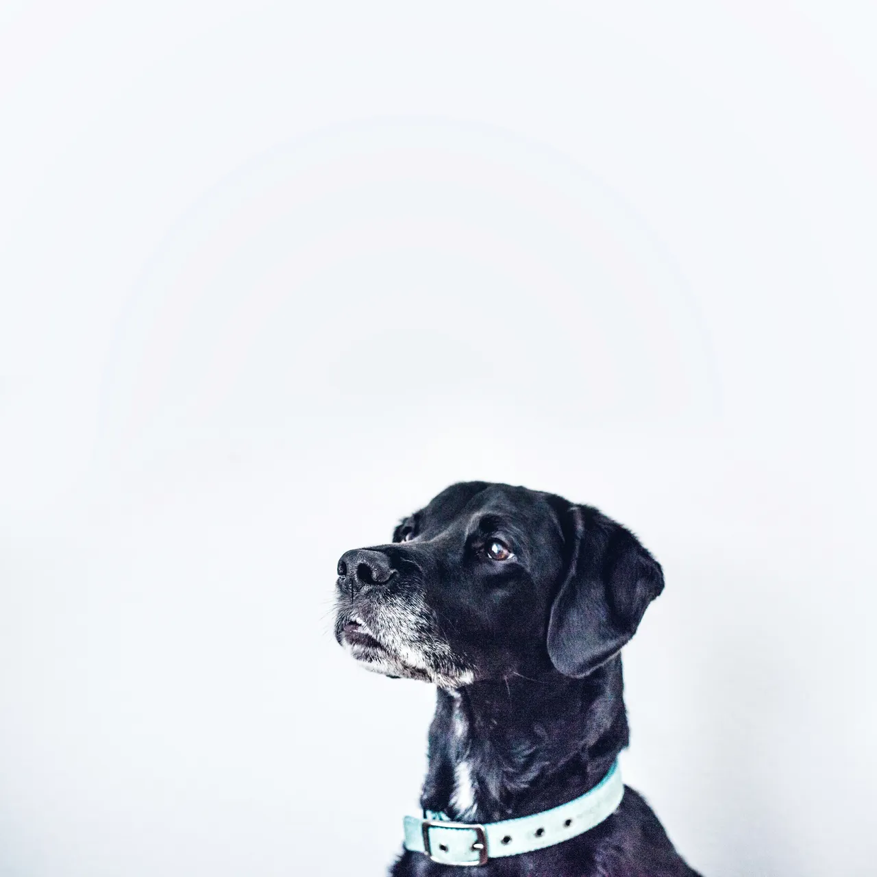 50+ Best Boy Dog Names: Classic & Unique
