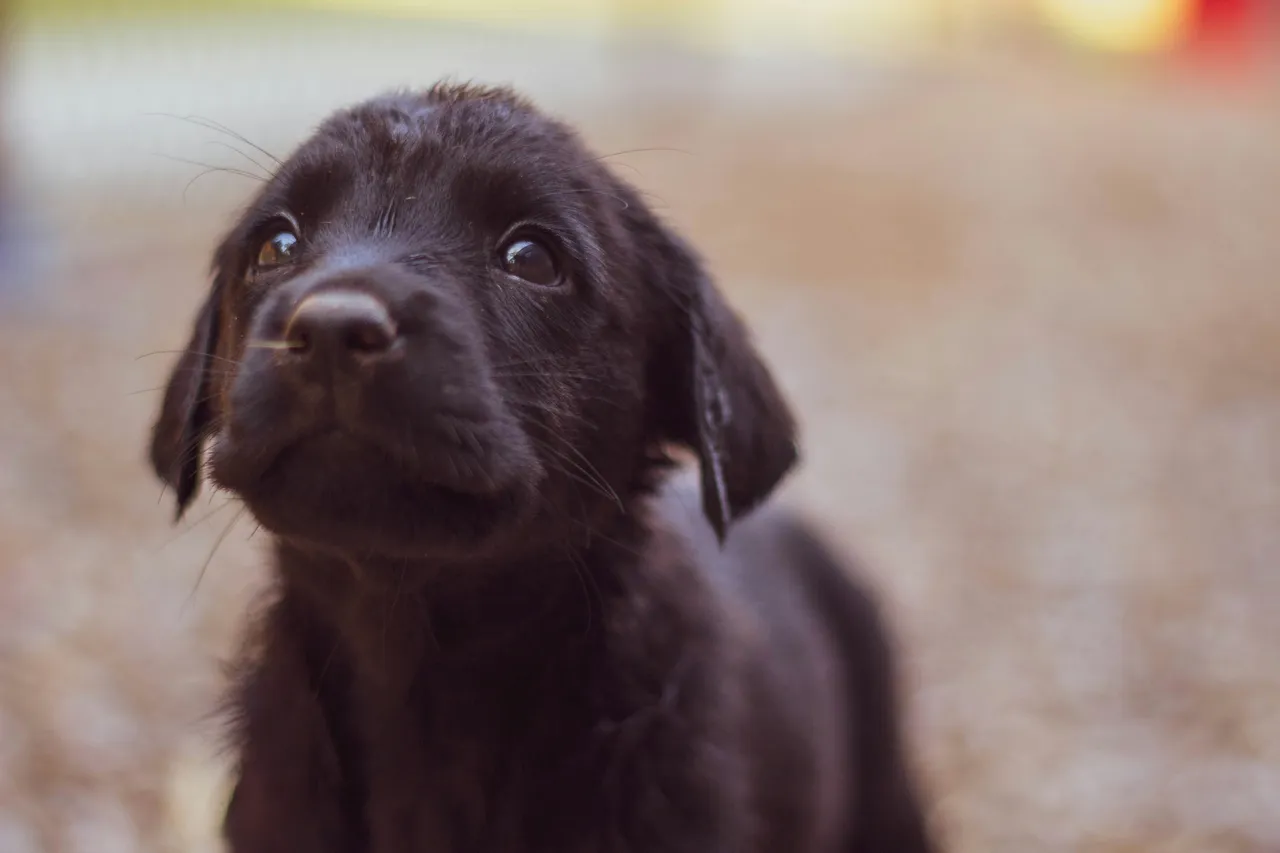20+ Courageous Dog Names: Valor & Hero