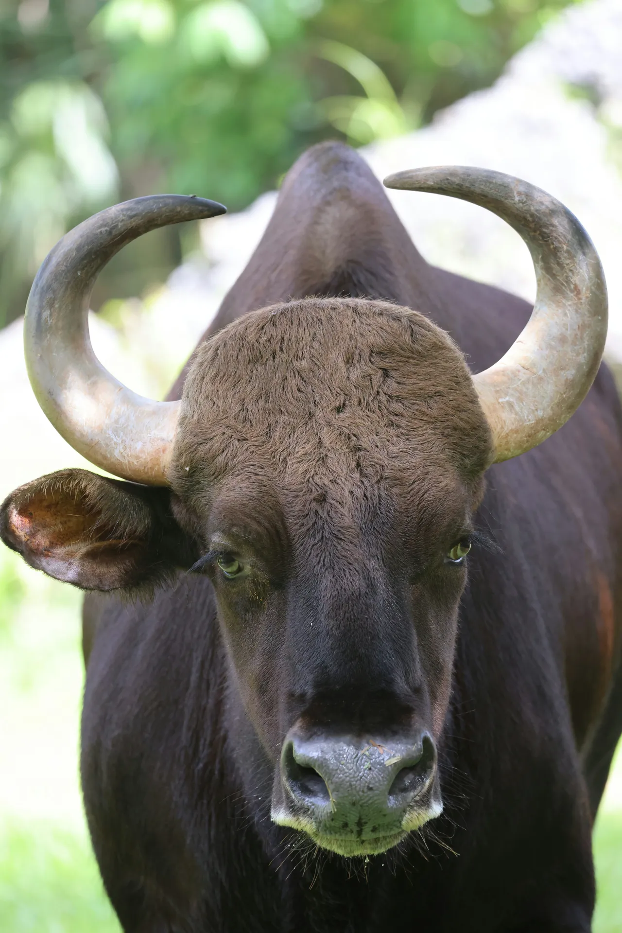 20+ Powerful Bull Names: Taurus & Brutus