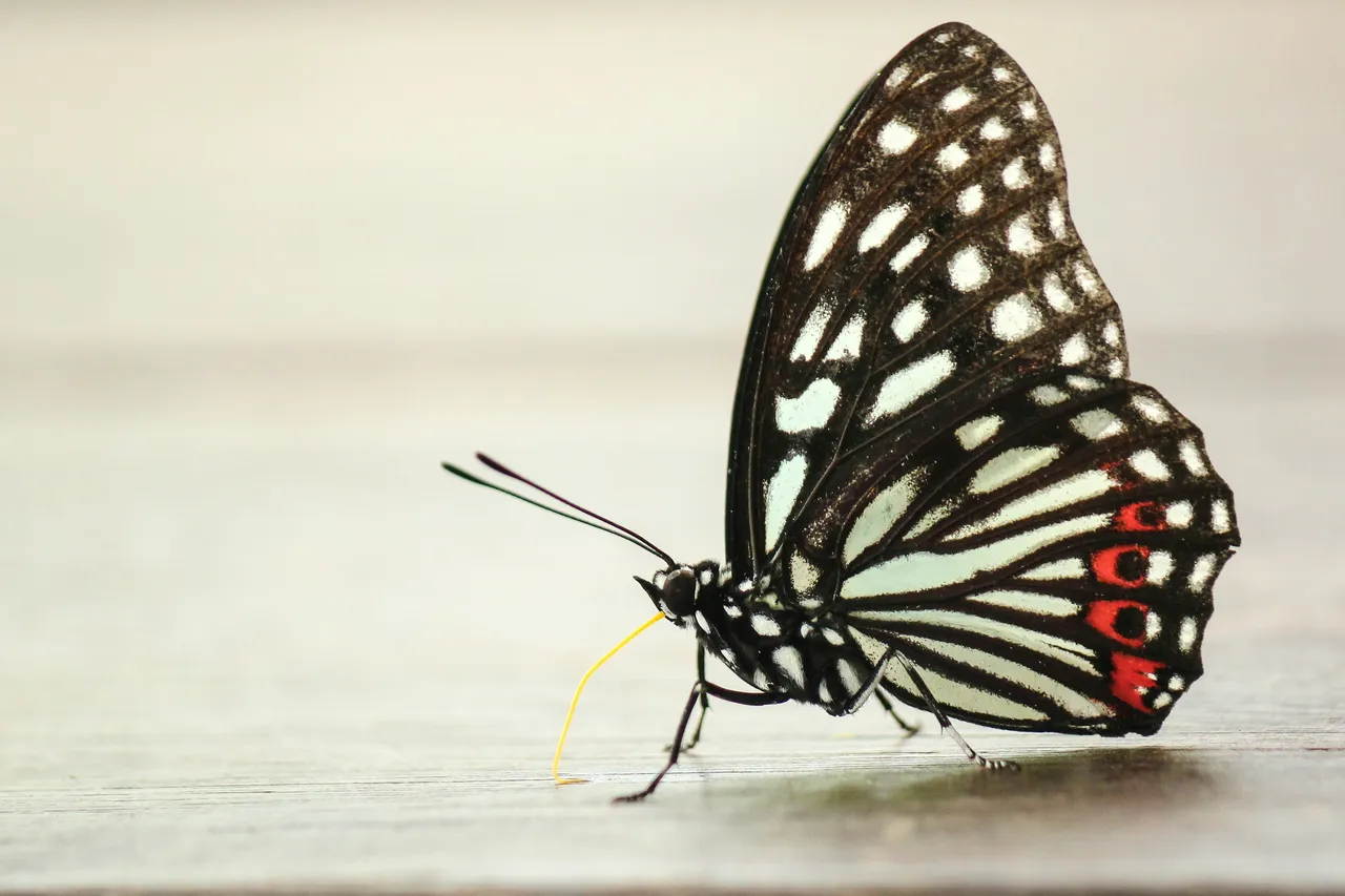 12+ Beautiful Butterfly Names: Garden & Wings