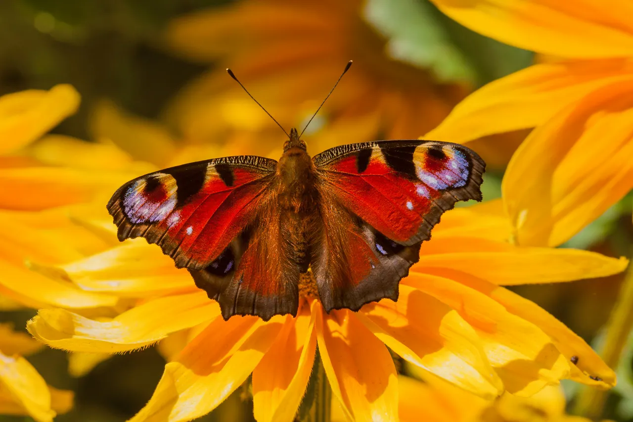 20+ Beautiful Butterfly Names Flutter & Pixie