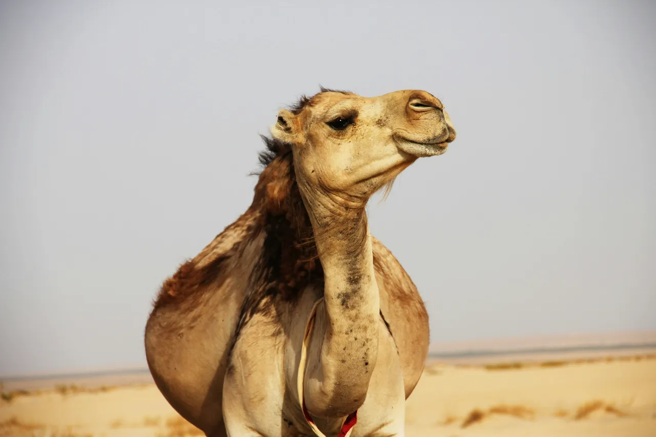15+ Desert Camel Names Humphrey & Aladdin