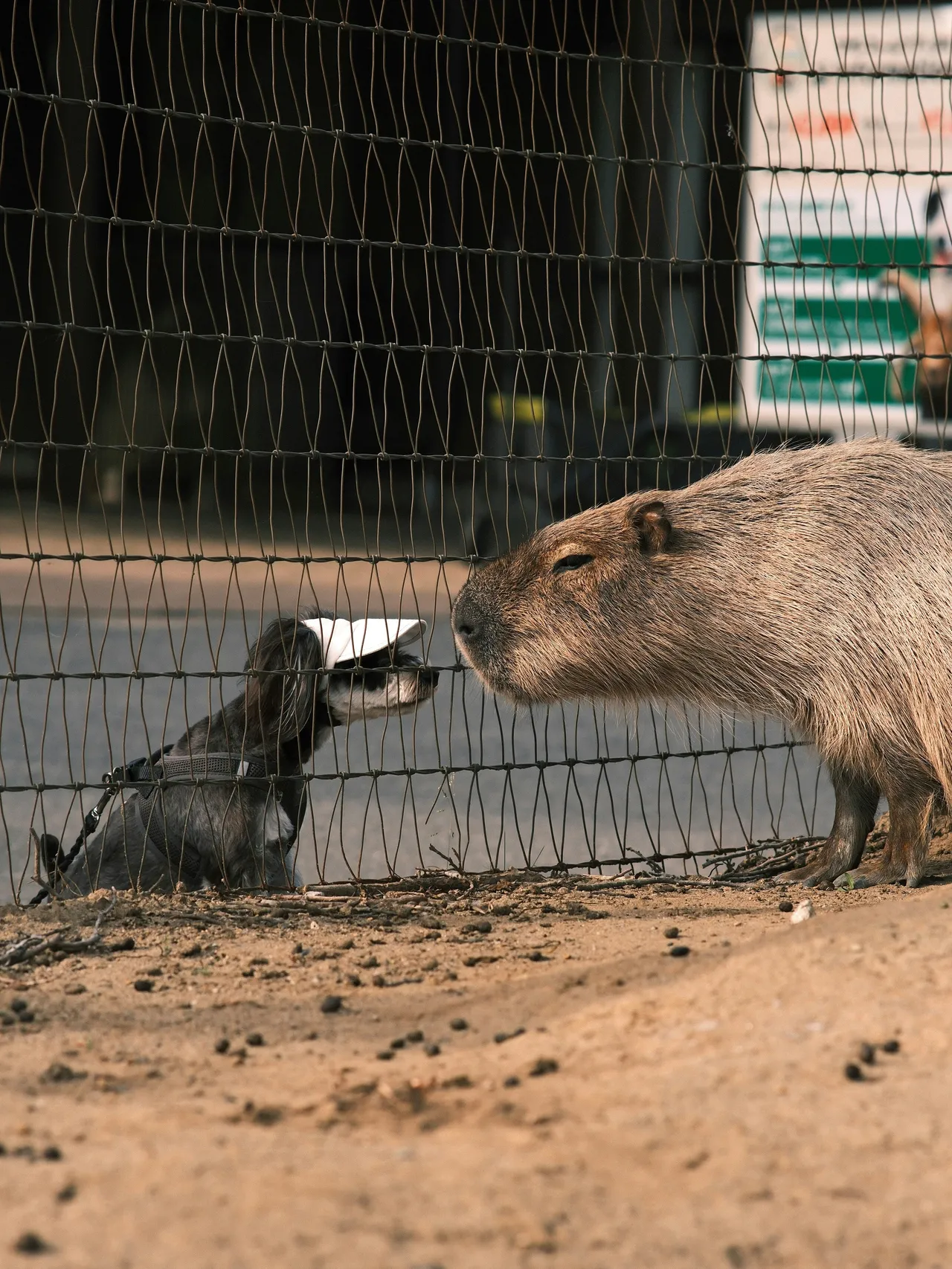 8+ Unique Capybara Names: River & Jungle