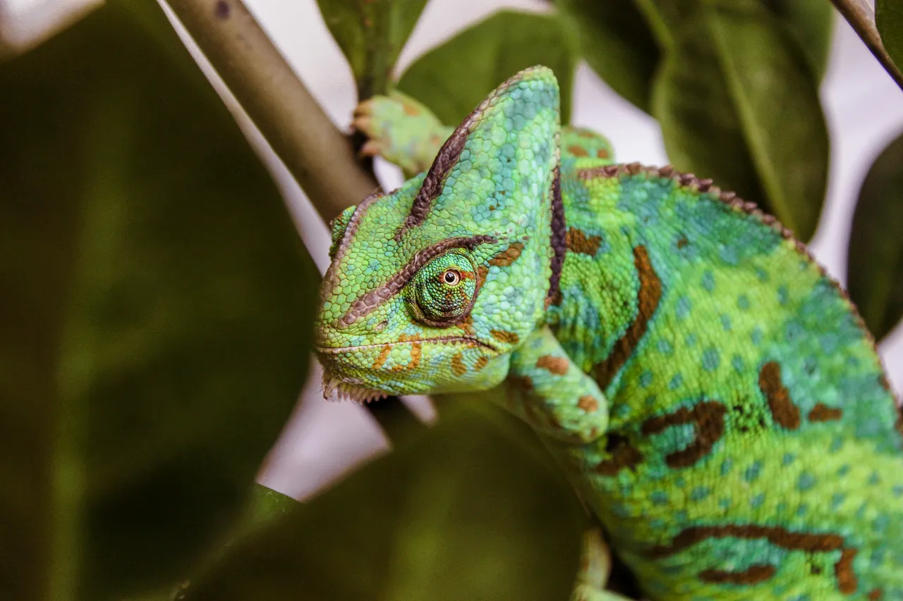 12+ Colorful Chameleon Names: Jungle & Change