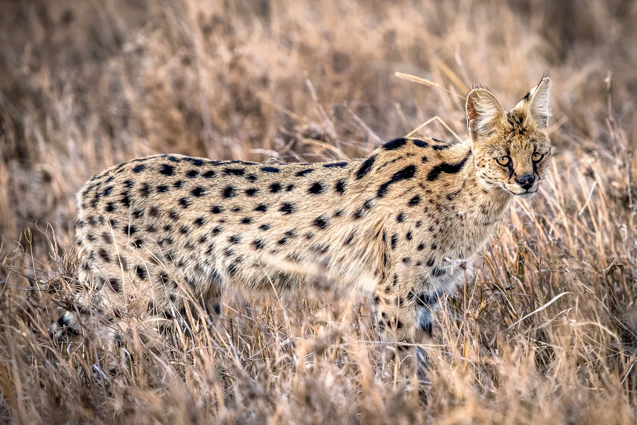 15+ Swift Cheetah Names: Speed & Grace