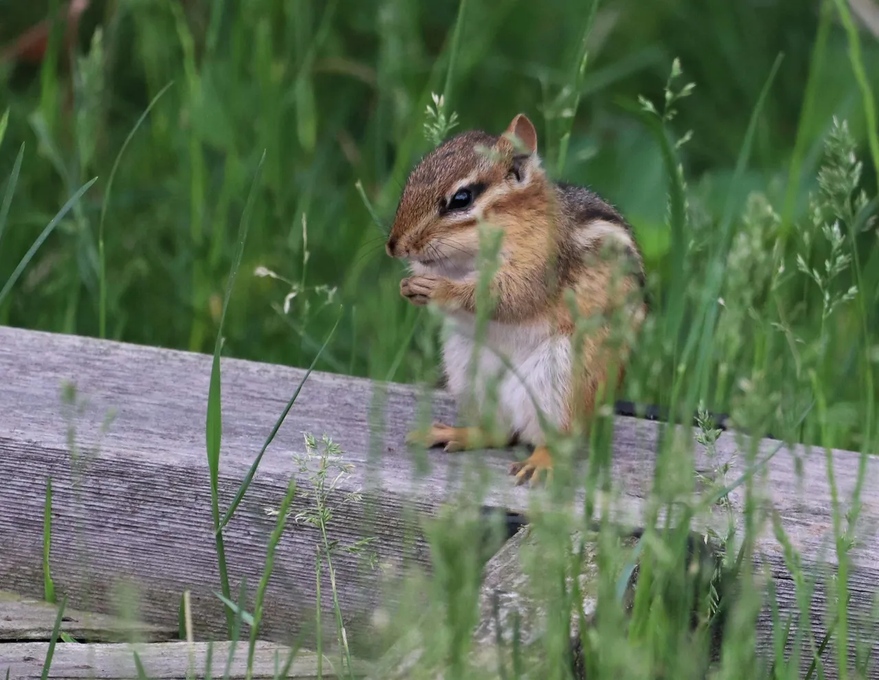 15+ Cute Chipmunk Names: Nutty & Whimsical