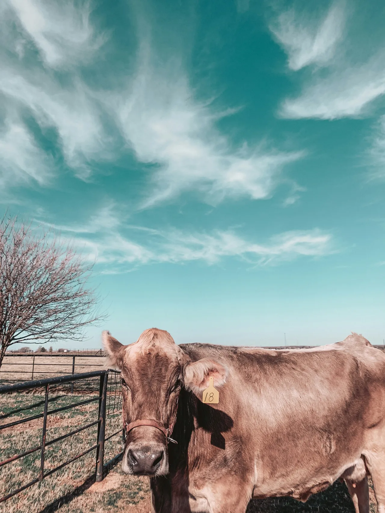 10+ Charming Cow Names: Farm & Field