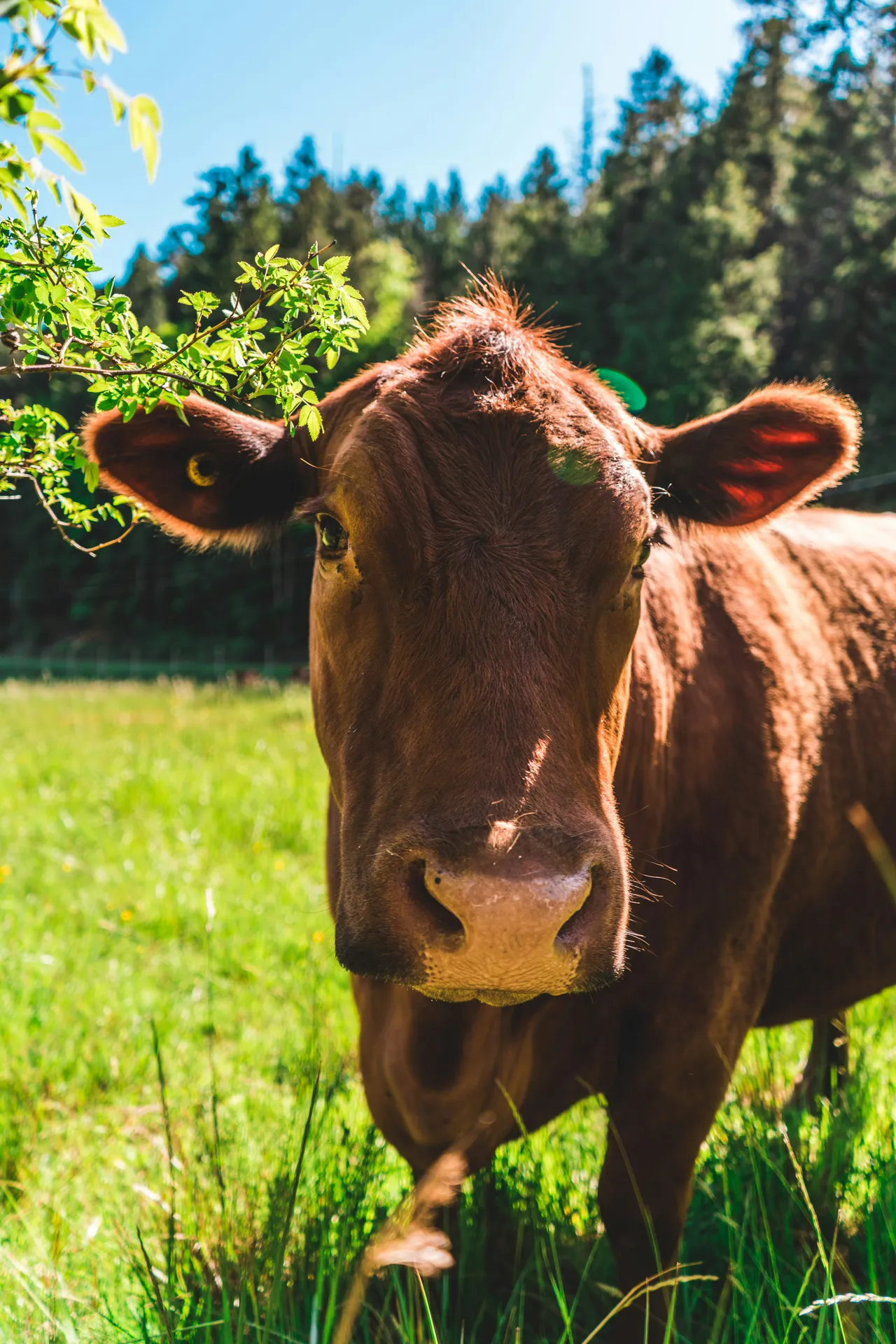 20+ Moo-ving Cow Names: Bessie & Daisy