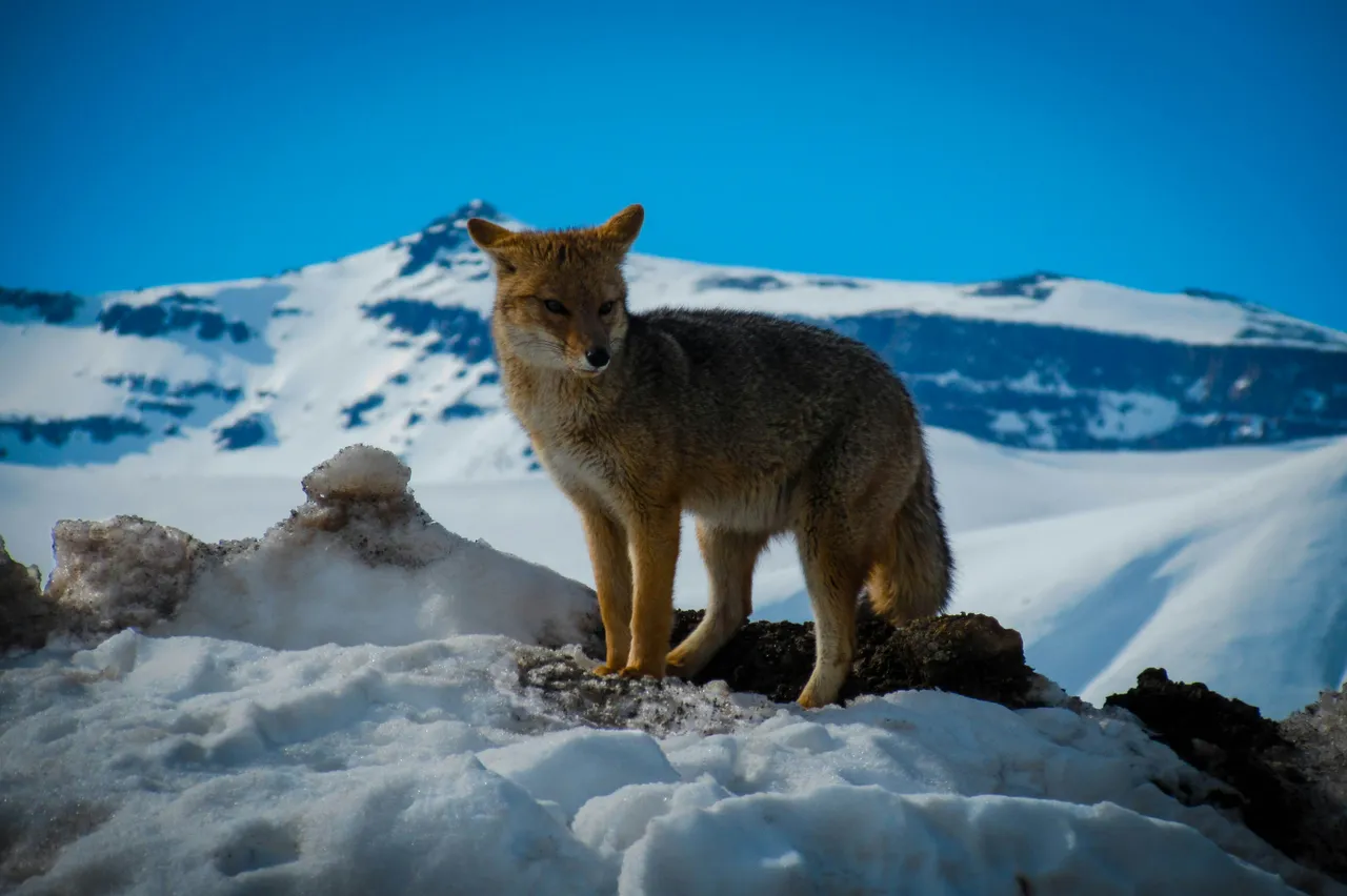 15+ Wild Coyote Names: Spirit & Whisper