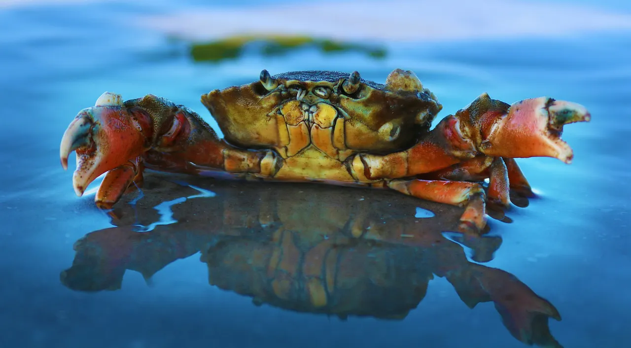 10+ Quirky Crab Names: Beach & Claws