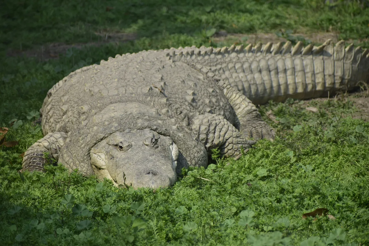 10+ Fierce Crocodile Names: Swamp & River