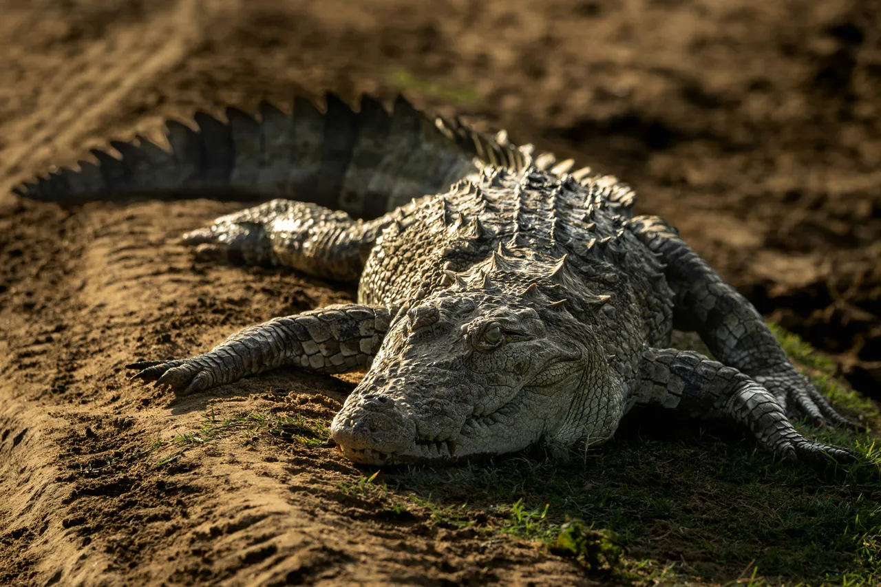 15+ Fearsome Crocodile Names Fang & Jaws