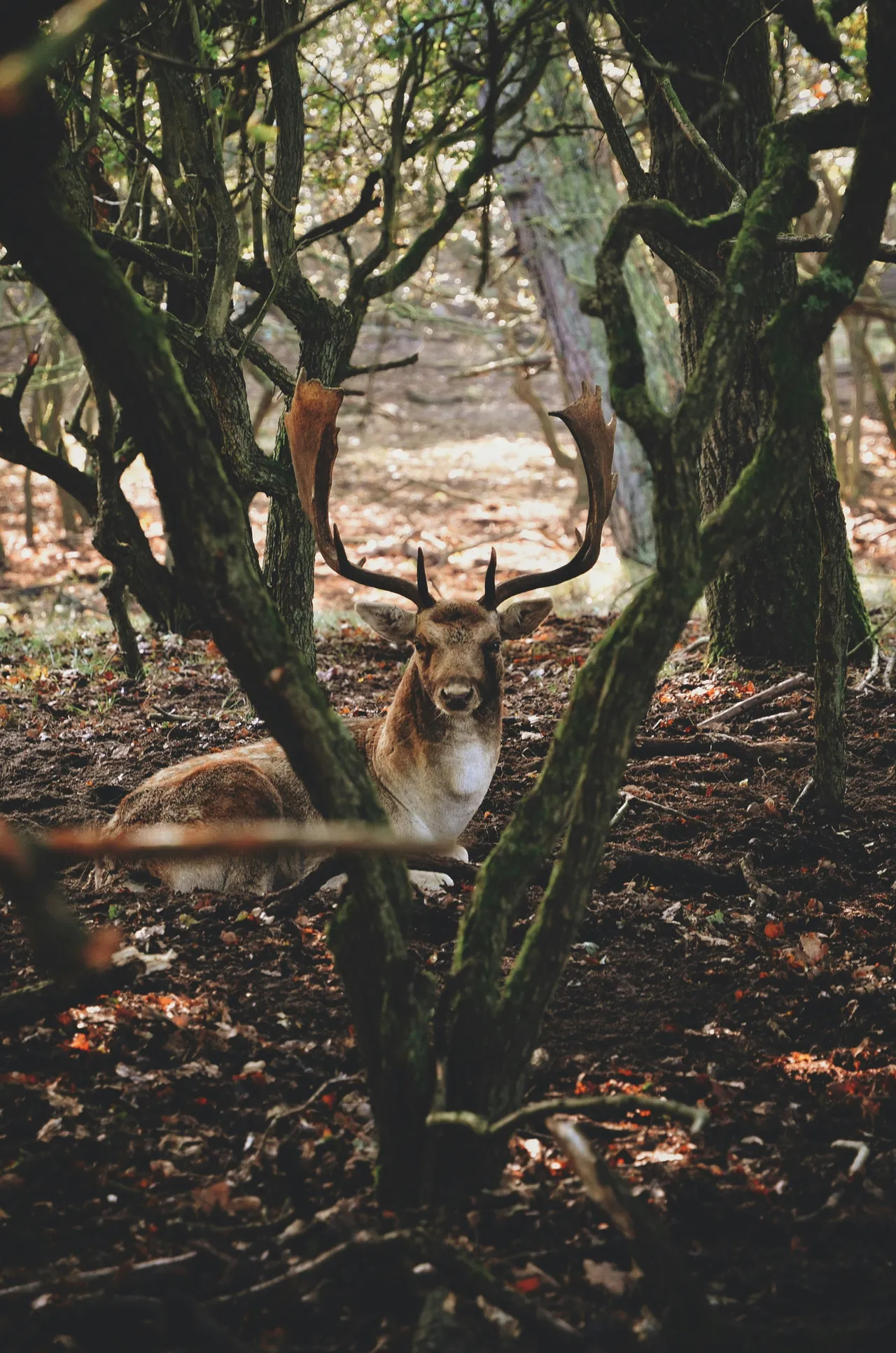 20+ Majestic Deer Names: Forest & Field