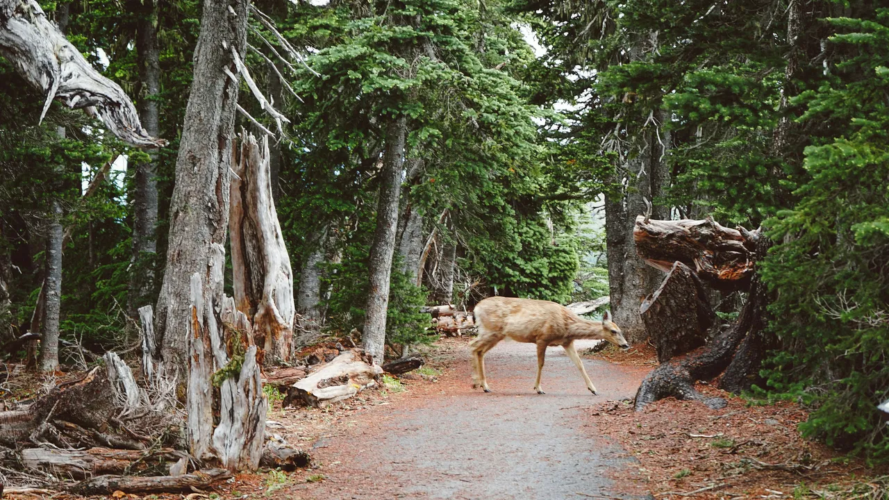 20+ Graceful Deer Names: Bambi & Fawn