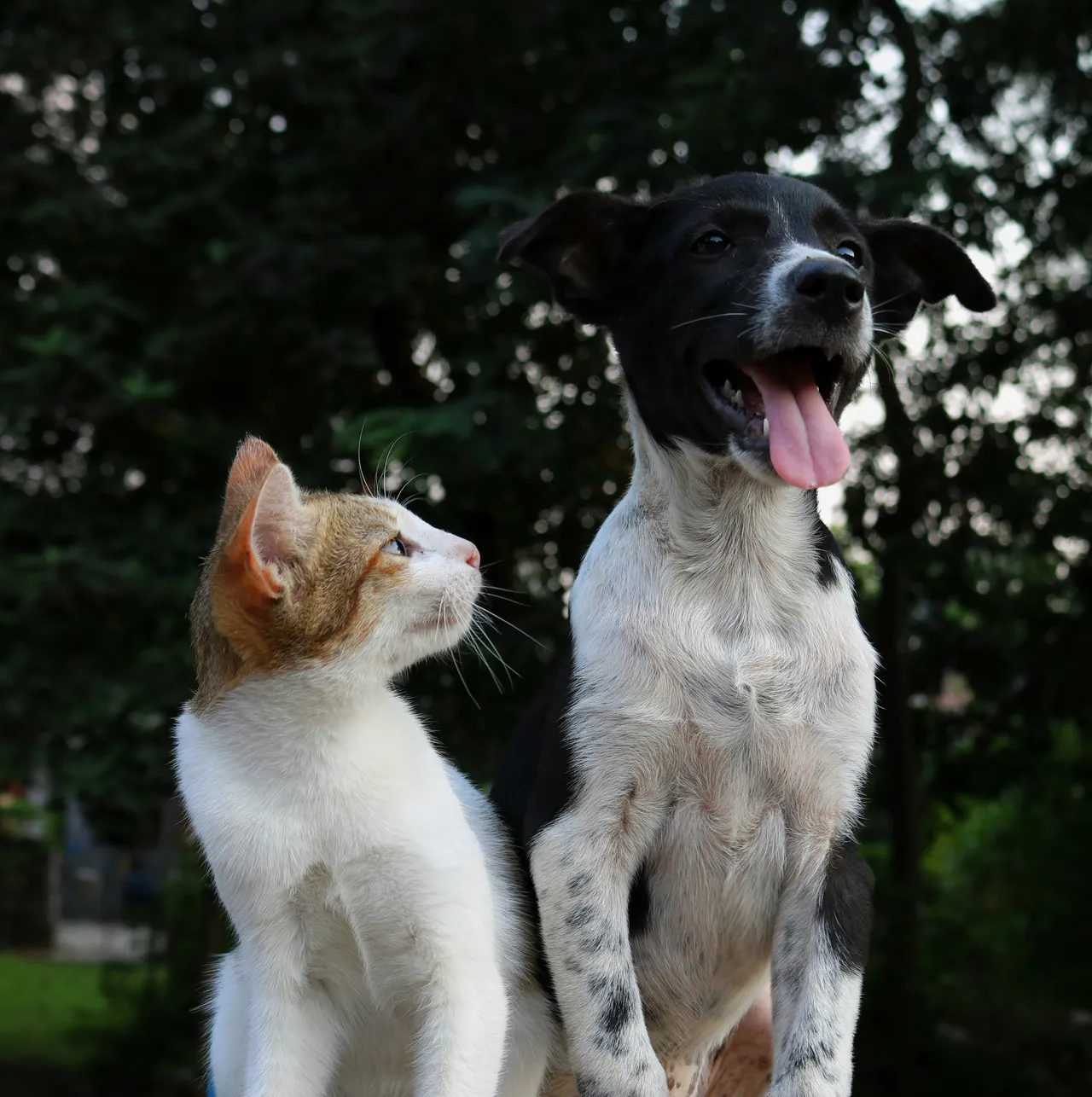 20+ Loyal Dog Names: Home & Heart