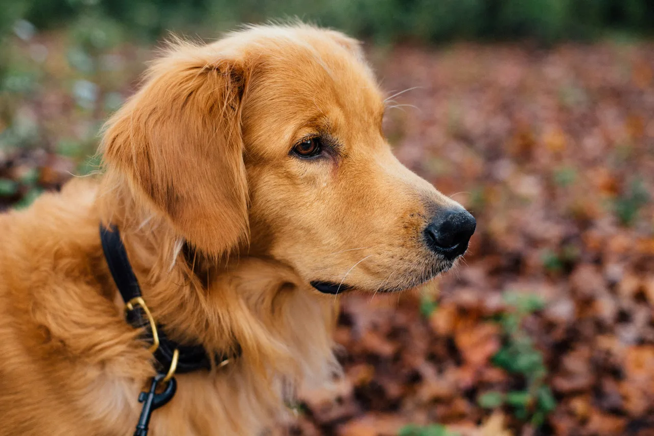 100+ Best Dog Names: Classic & Unique