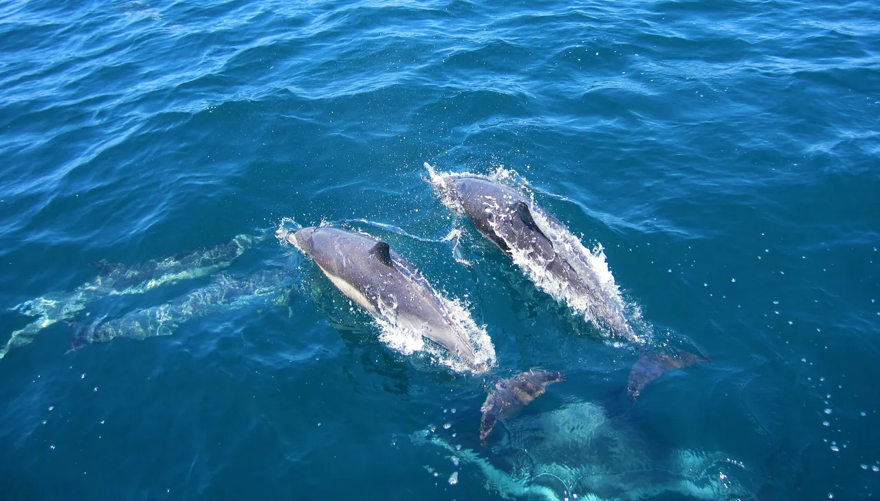 12+ Playful Dolphin Names: Ocean & Waves