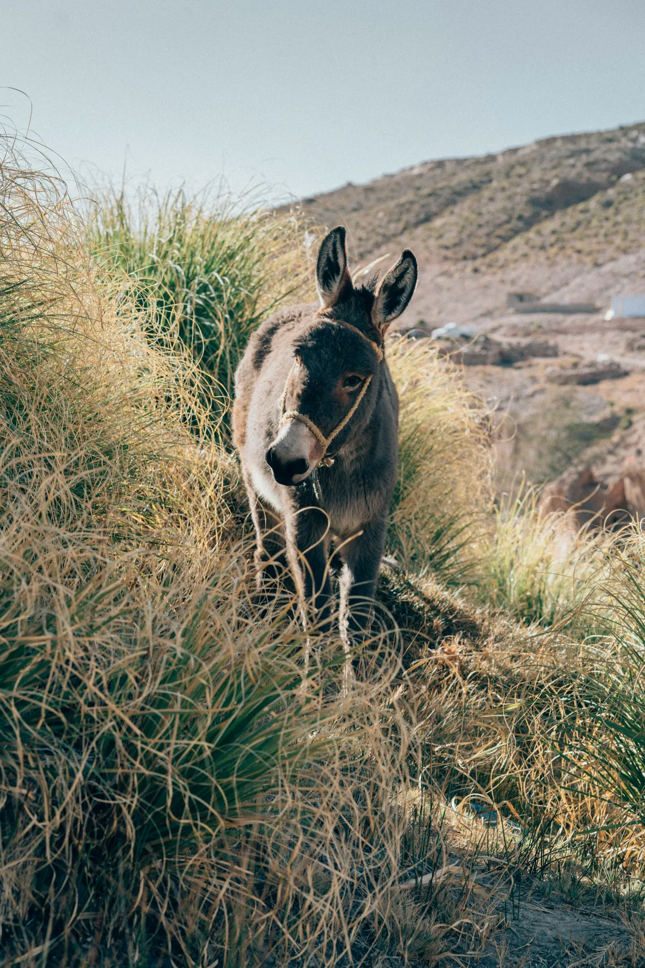 10+ Sturdy Donkey Names: Farm & Field