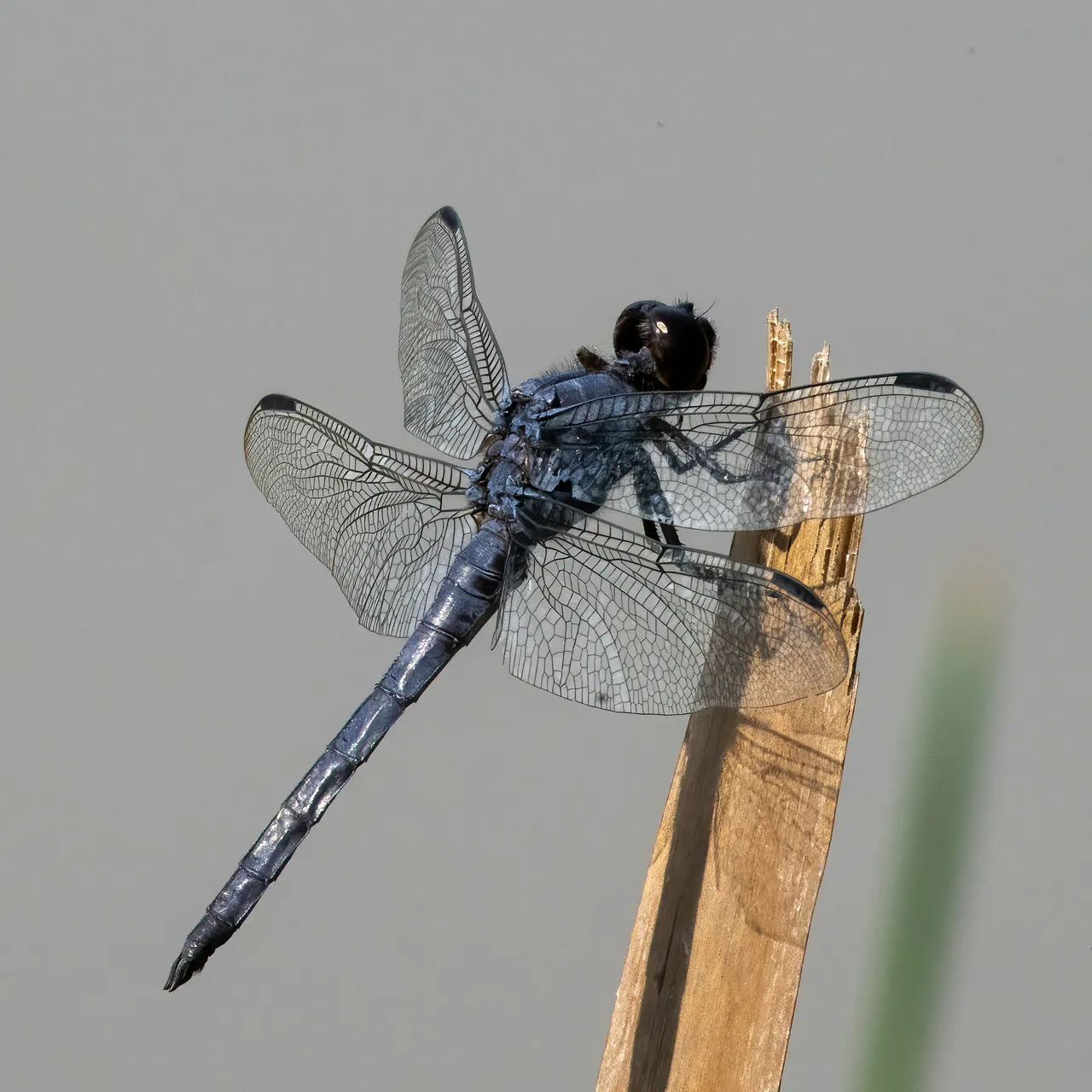 15+ Dazzling Dragonfly Names Blaze & Jewel