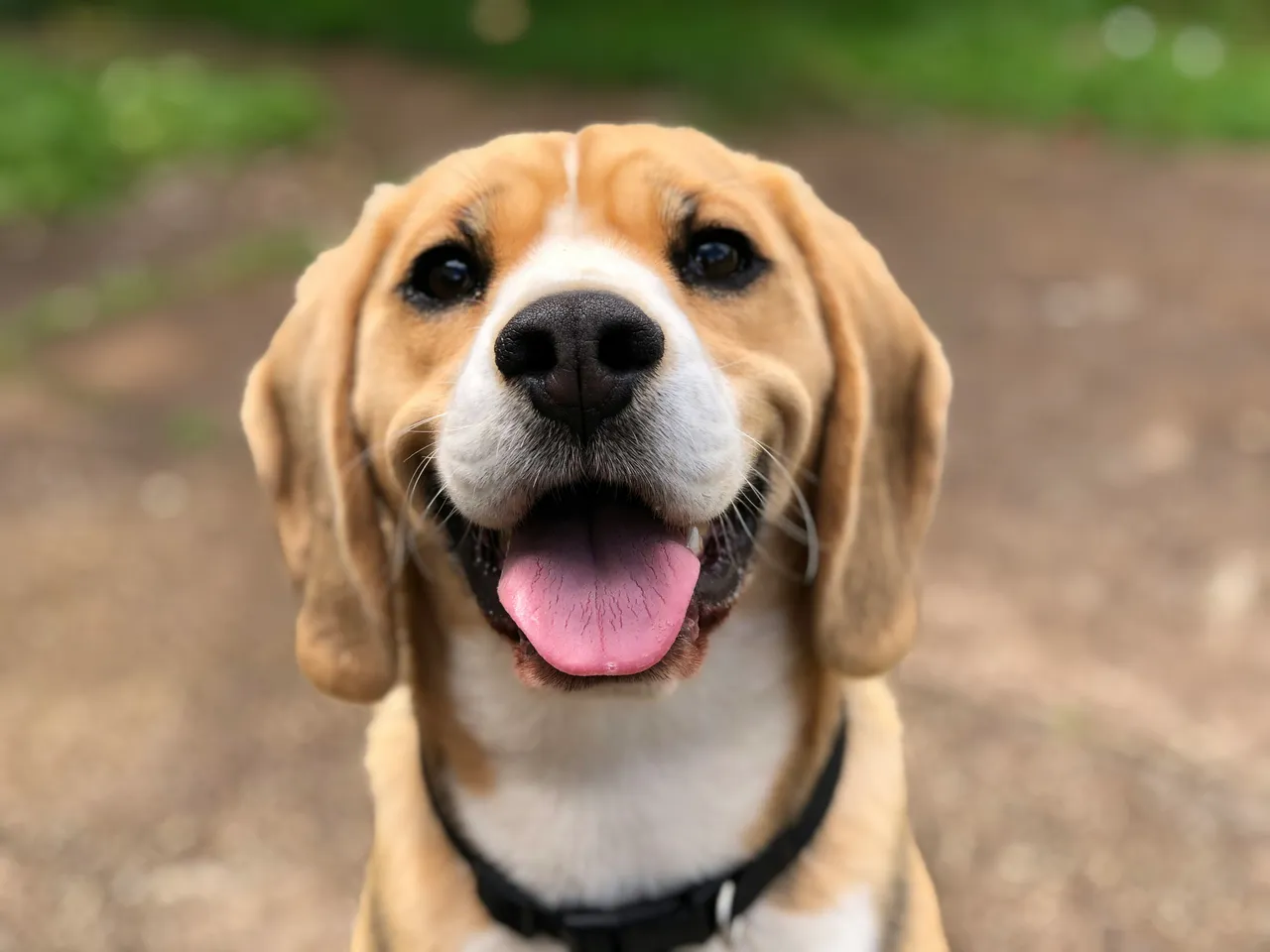 25+ Best Dutch Dog Names: Authentic & Meaningful