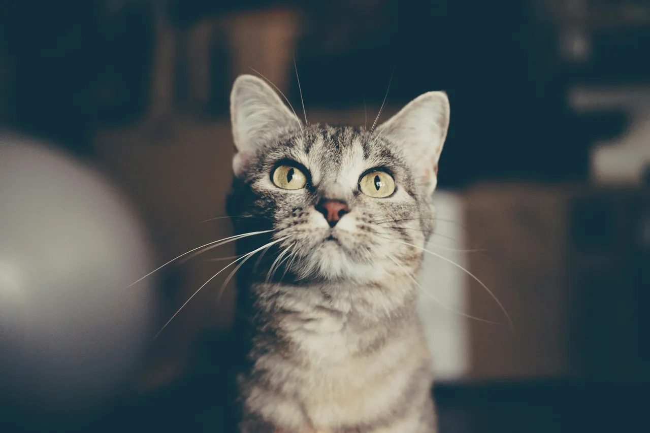 20+ Ancient Egyptian Cat Names: Bastet & Isis