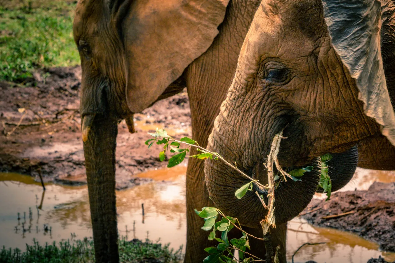 10+ Majestic Elephant Names: Savanna & Strength