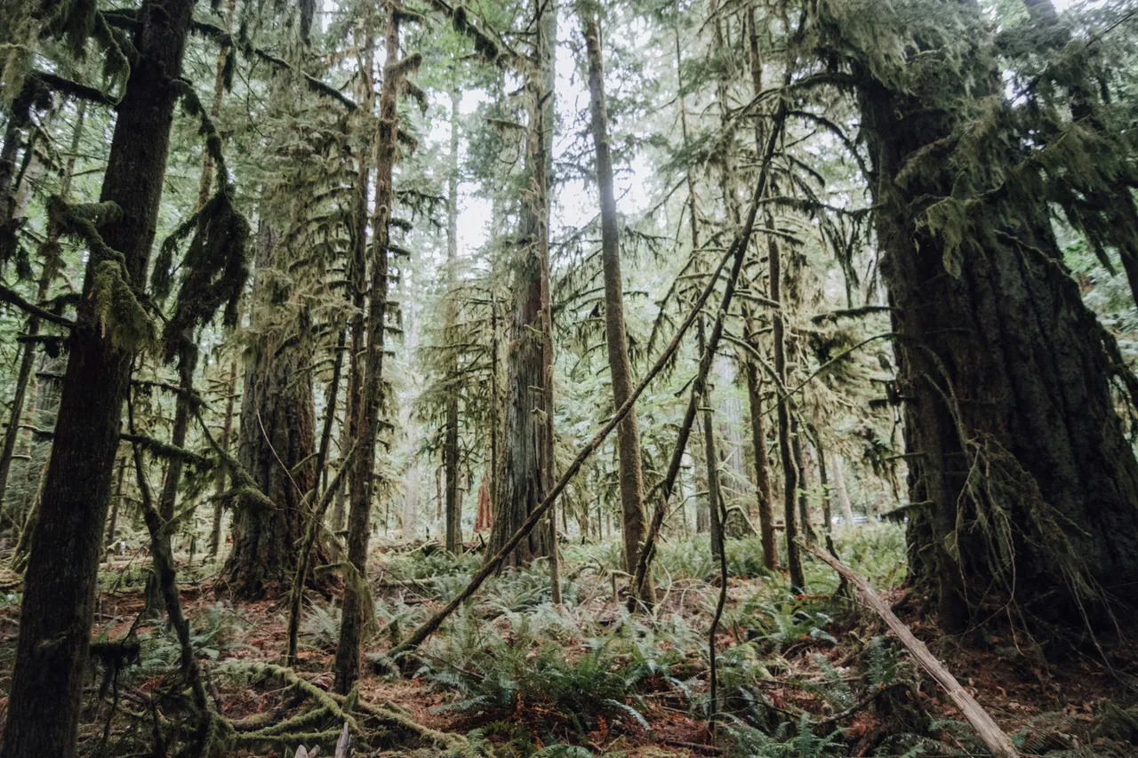 10+ Adorable Ewok Names: Star Wars & Endor
