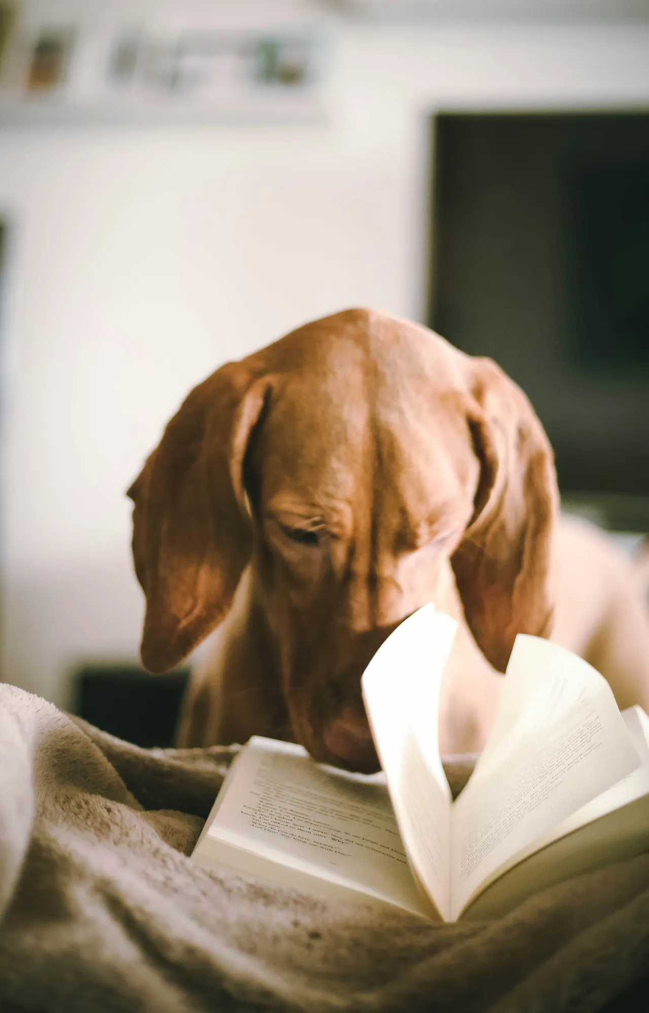 20+ Magical Fairy Dog Names: Pixie & Tinkerbell