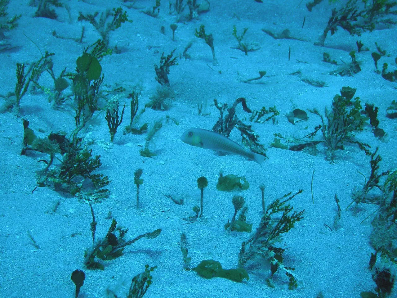 15+ Unique Fish Names: River & Ocean