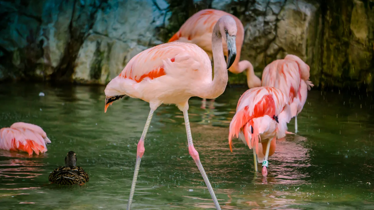 12+ Graceful Flamingo Names: Wetlands & Beyond