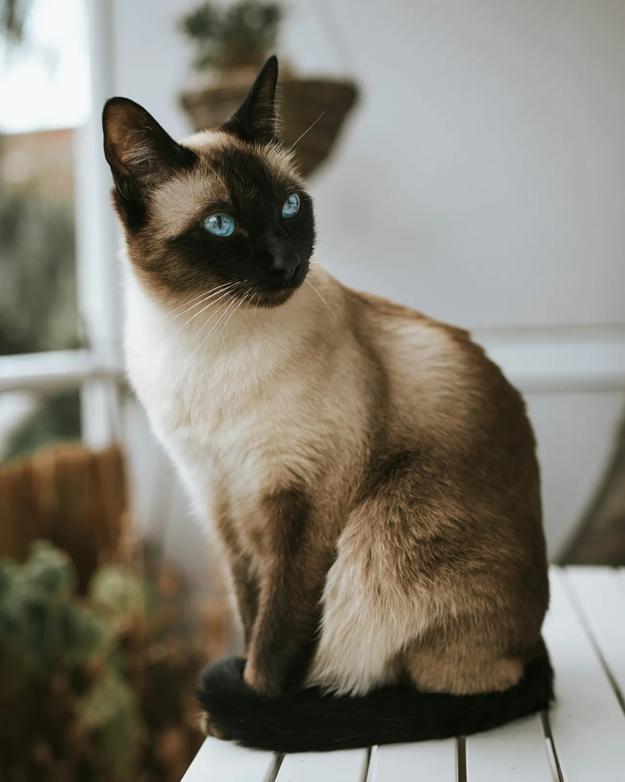 25+ Cloud-Like Fluffy Cat Names: Snow & Cloud
