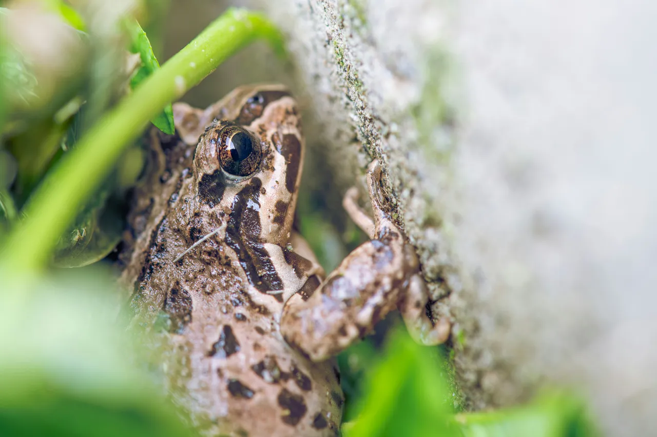 12+ Quirky Frog Names: Pond & Beyond