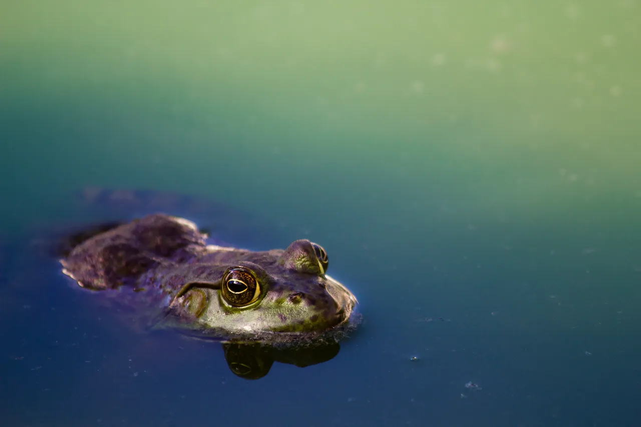 20+ Hoppy Frog Names: Ribbit & Ferdinand