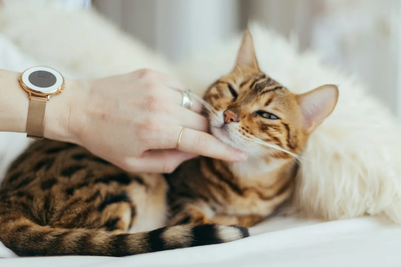 15+ Tough Gangster Cat Names: Lucky & Scarface
