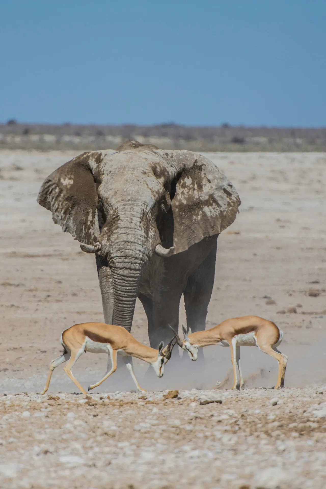 20+ Graceful Gazelle Names: Gazelle & Swift