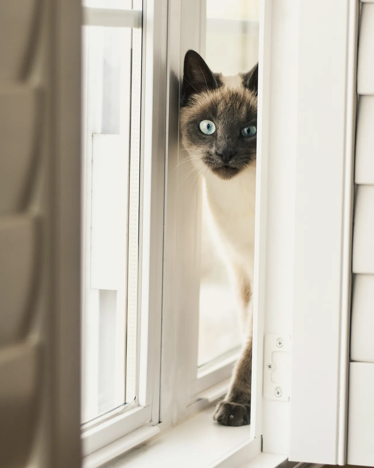 50+ Best Girl Cat Names: Sweet & Elegant
