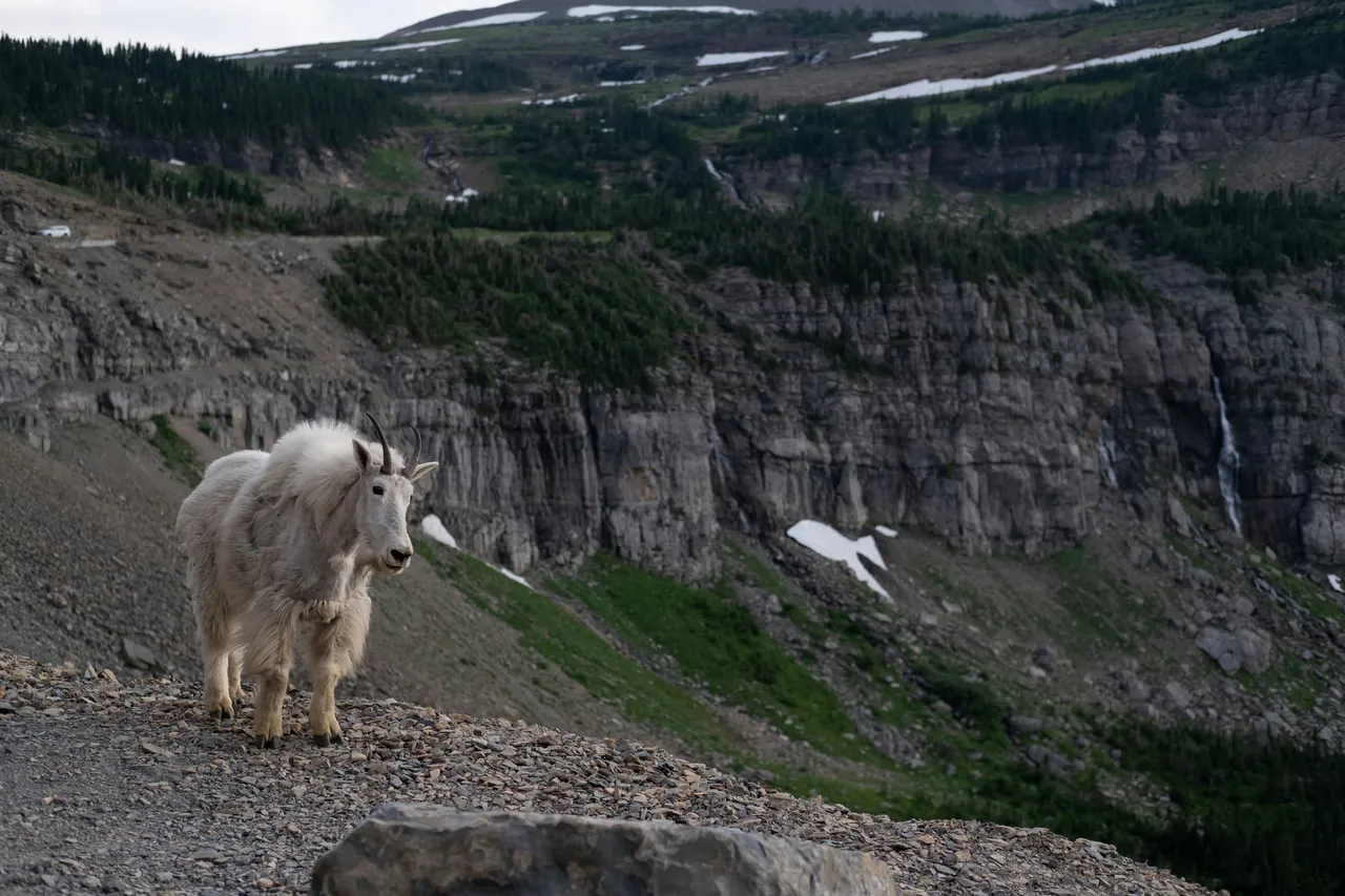 15+ Baa-rilliant Goat Names Billy & Nanny