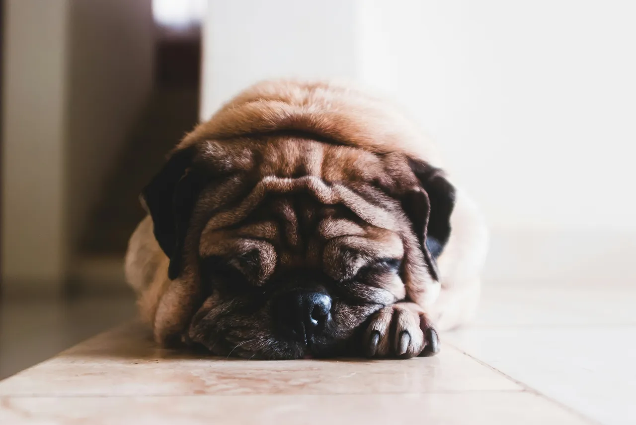 15+ Tee-rific Golf Dog Names: Birdie & Fore