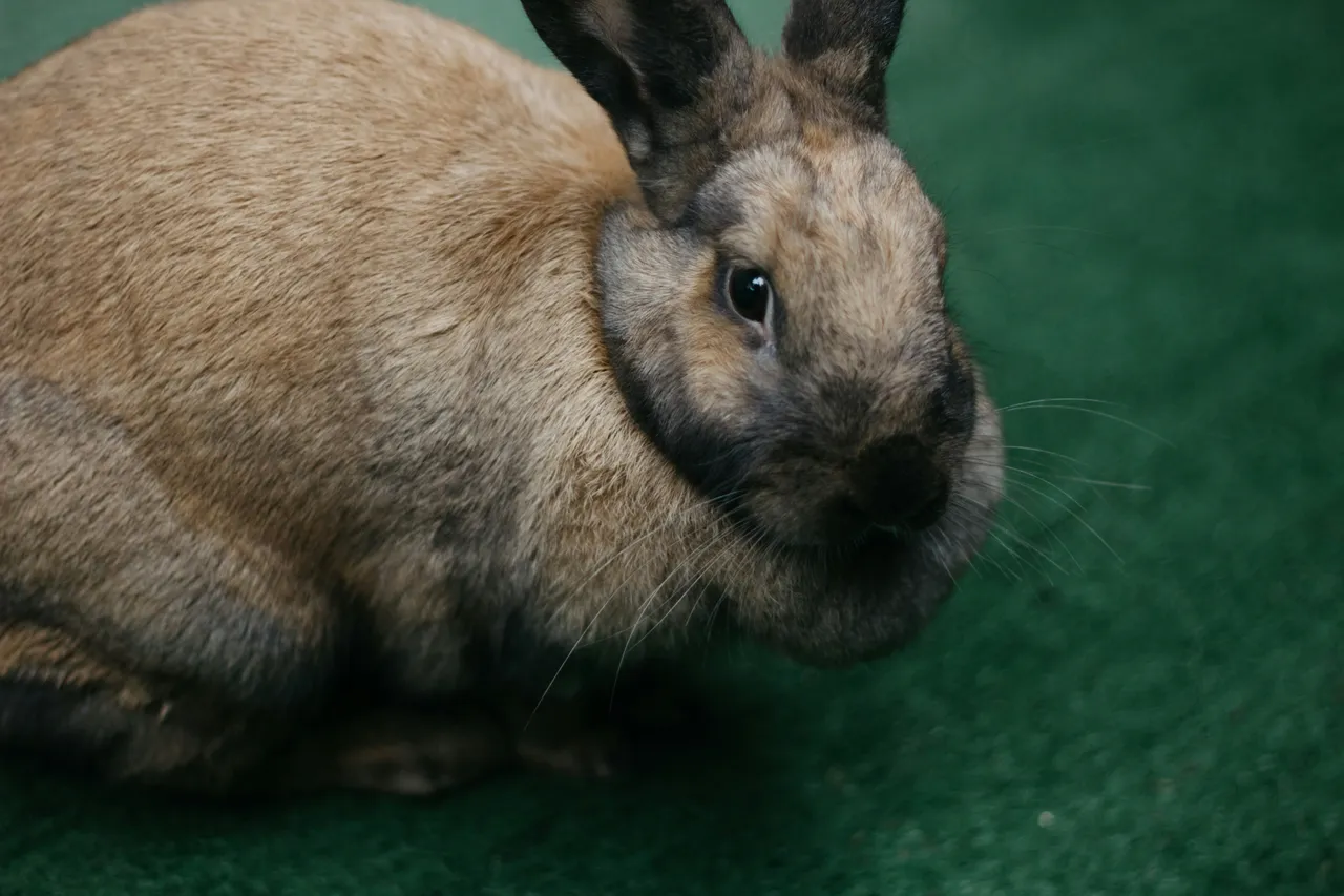 20+ Elegant Gray Rabbit Names: Silver & Smoke