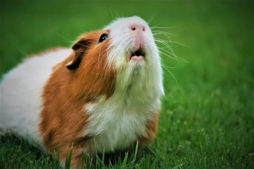 20+ Cute Guinea Pig Names Bubbles & Pepper