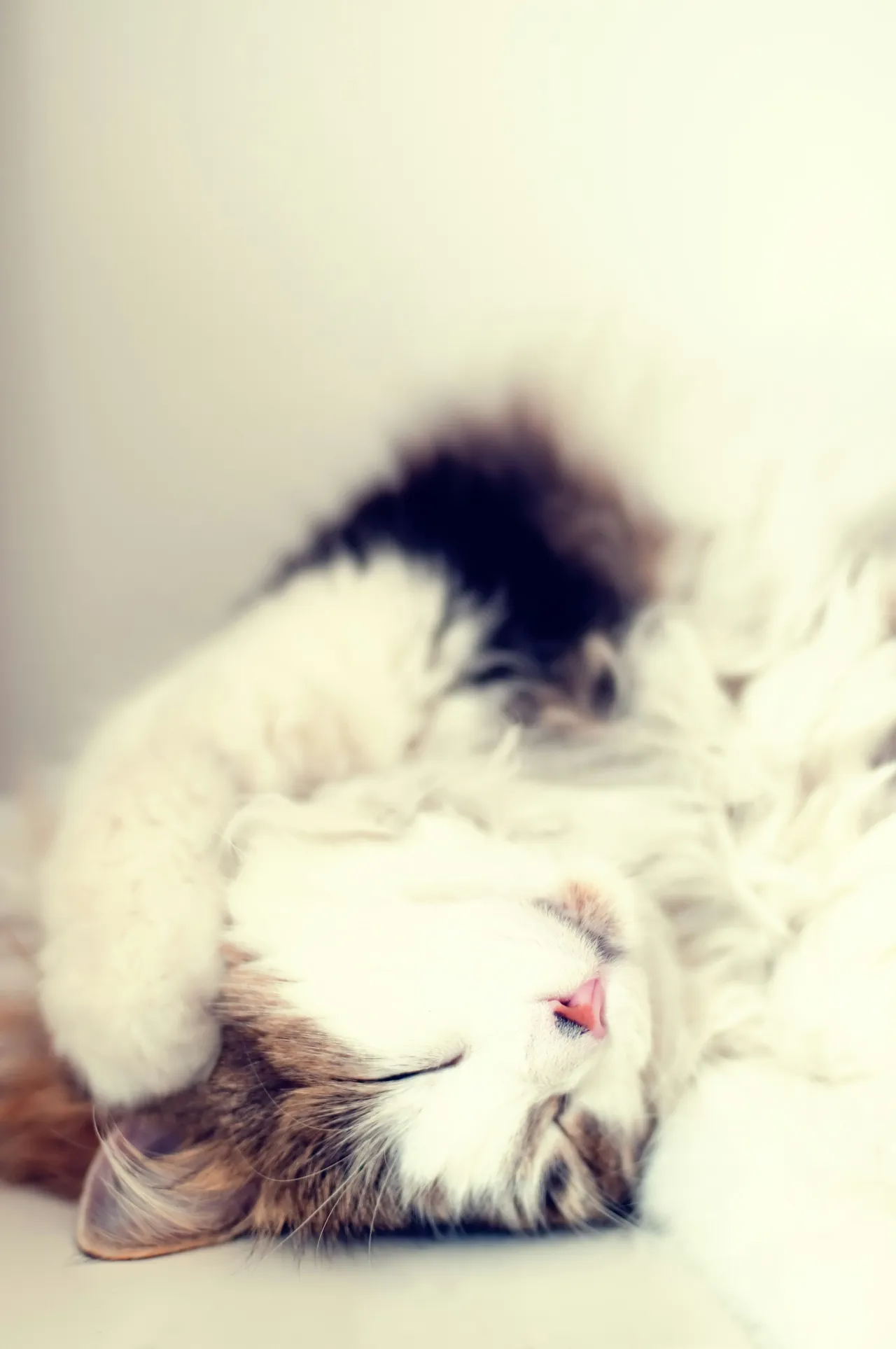 15+ Spooky Halloween Cat Names Spooky & Shadow