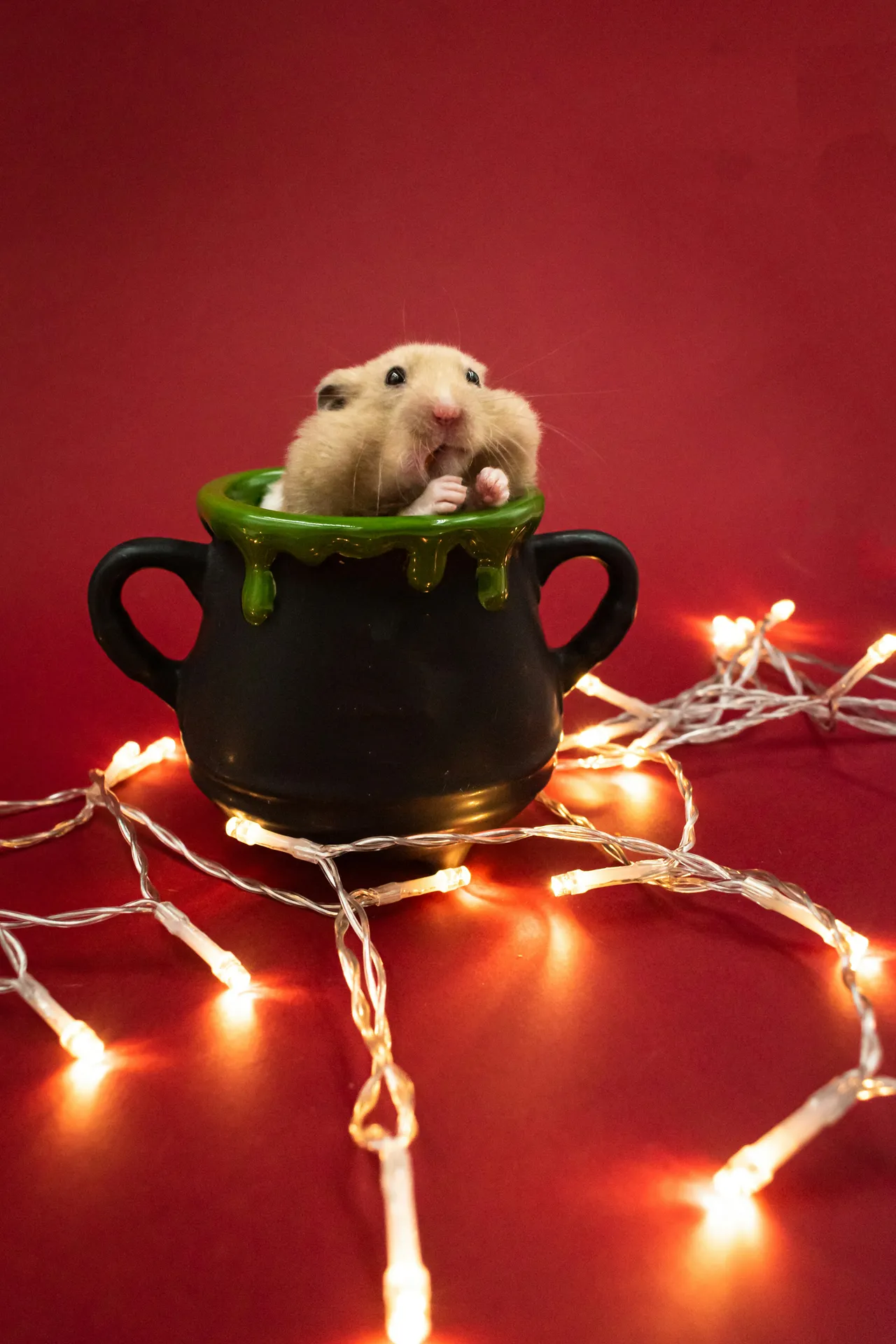 Top 20 Hamster Names: Cute & Cheeky